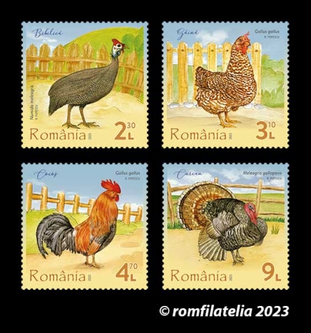 SITE_serie_Pasari-de-curte